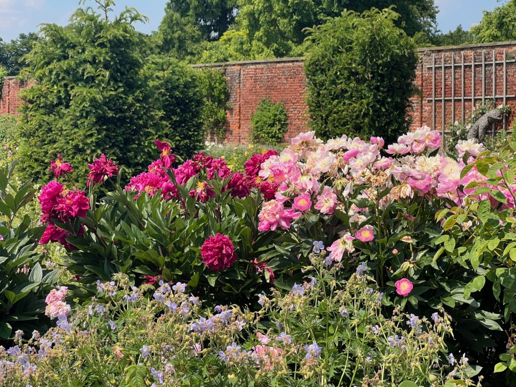 Some gardens on a bright, sunny day. The main plants visible in the foreground are two peony bushes, one with deep pink flowers, and one with flowers that are lighter shades of pink around the outside and pale yellow in the middle. The peonies sit among other informal planting, with meadow cranesbill in front and yew bushes behind. In the background is a tall brick wall, with trees protruding from the top.