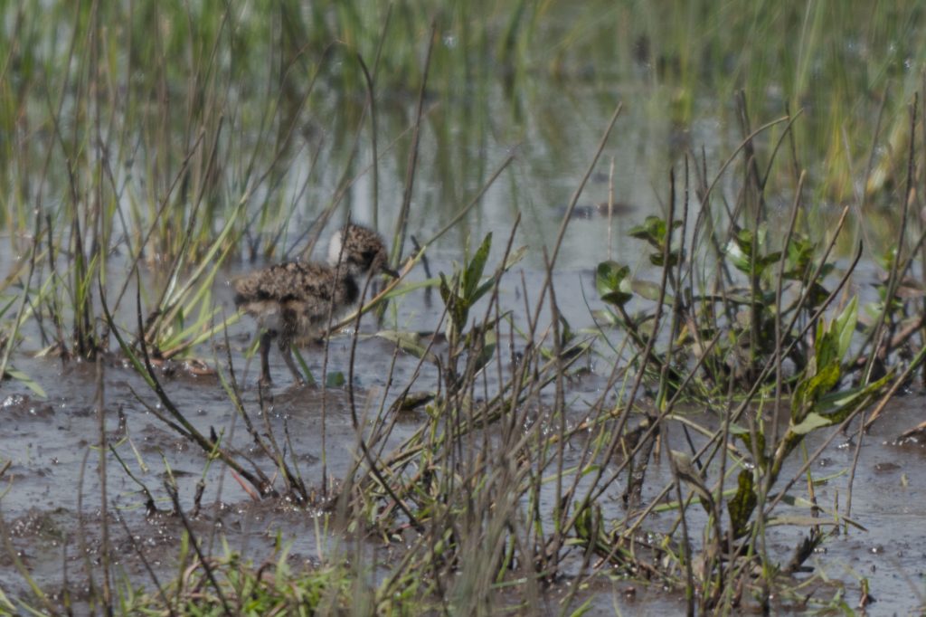 A lapwing chick in wetland, looking to the right. It is surrounded by grass that is about twice as tall as it is.