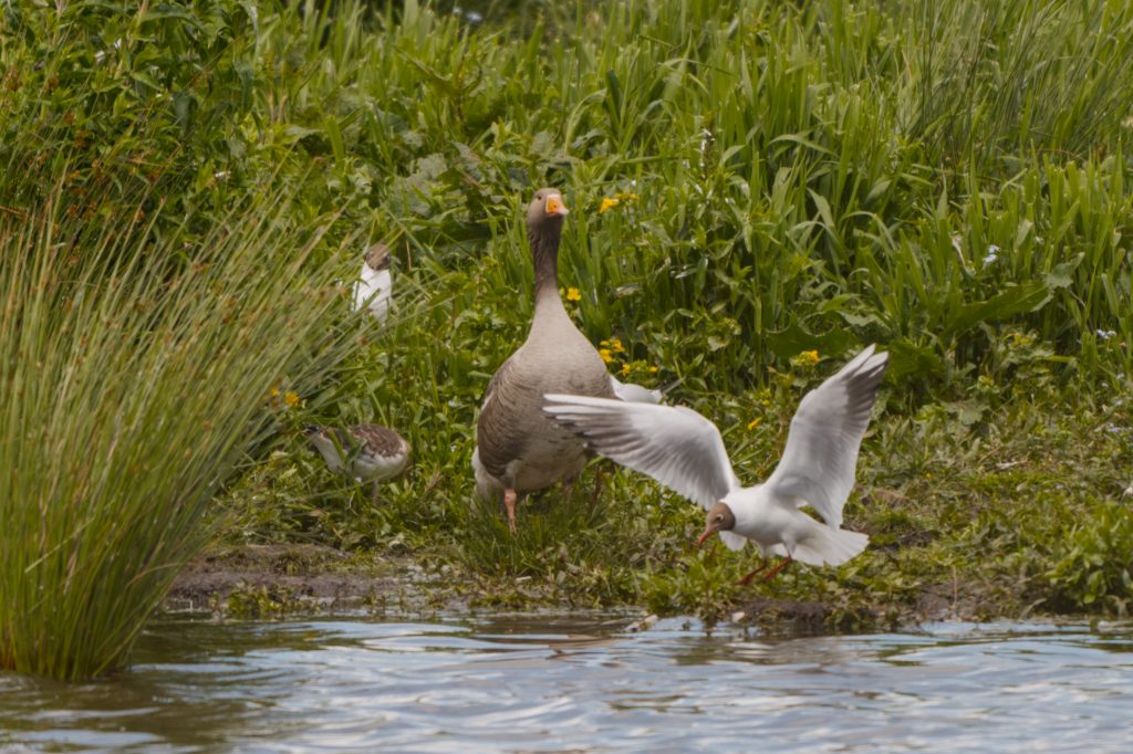 A collection of birds standing in front of low foliage, on the bank of a small pond from which reeds are growing. At the front, a black-headed gull is swooping down from the right, wings outstretched, to land in the water. Behind it, a greylag goose stands looking at the camera. To its left, a common sandpiper, facing to the right, burrows in the grass, so that its head is not visible. From behind a low plant, a the head and neck of another black-headed gull protrude; it faces the camera, head slightly tilted.