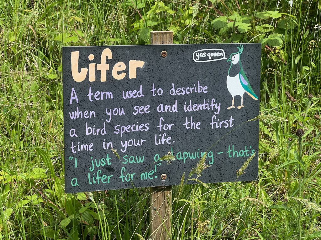 A small blackboard attached to a wooden pole in front of grass and low foliage. It says "lifer" in big, yellow letters at the top, and then "A term used to describe when you see and identify a bird species for the first time in your life" (in purple) and "'I just saw a lapwing—that's a lifer for me!'" (in green). At the top right is a drawing of a lapwing, with a speech bubble saying "yas queen".