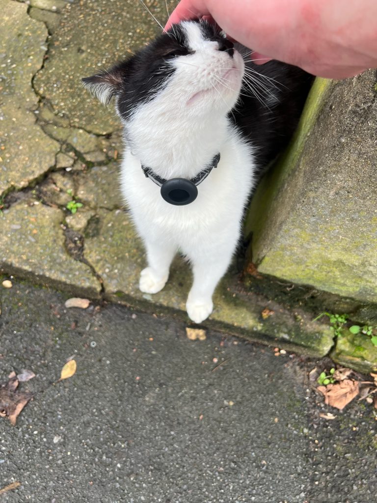 A black-and-white cat on a low garden step, next to a tarmac pavement. The cat wears a collar with a large plastic disc at the front. Its eyes are closed, but if they were open it would be looking up at the hand of the photographer, who is reaching down to stroke it.