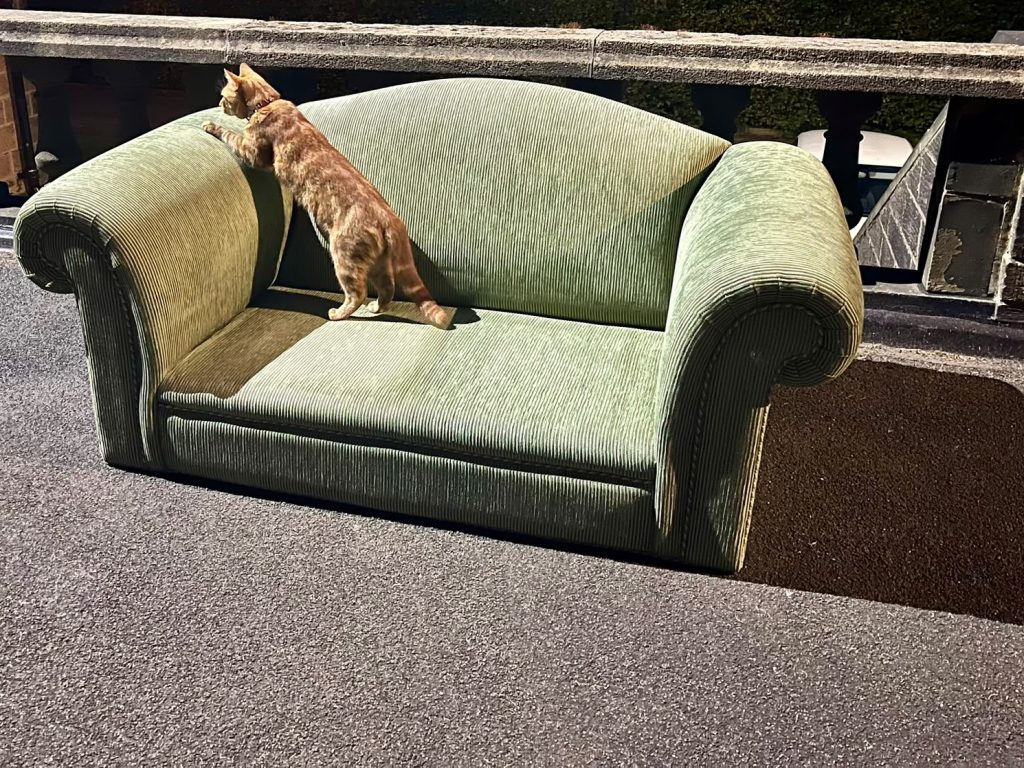 A green corduroy sofa, missing cushions and legs, sits on a tarmac floor in front of a stone balustrade. A ginger cat is towards the left of the sofa, his back legs on the base and his front paws raised up onto the arm. The lighting is that of nightfall.
