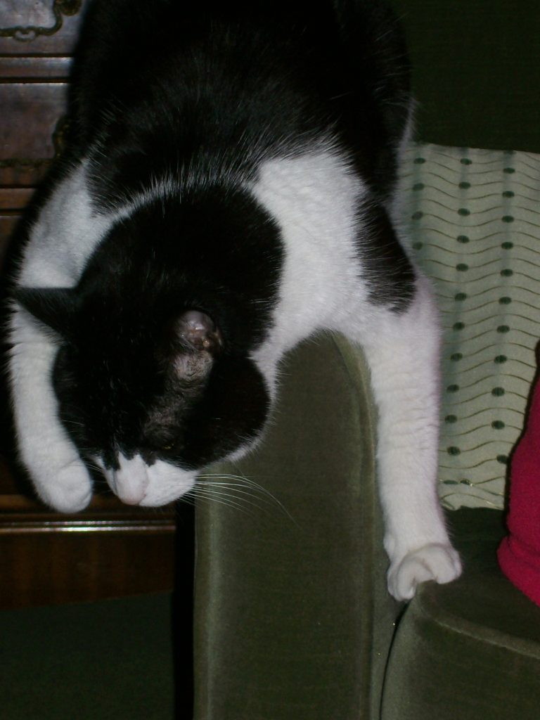 A black-and-white cat sitting on the arm of a green sofa, facing forward. His front legs are splayed on either side of the arm, and he is looking down at the floor.